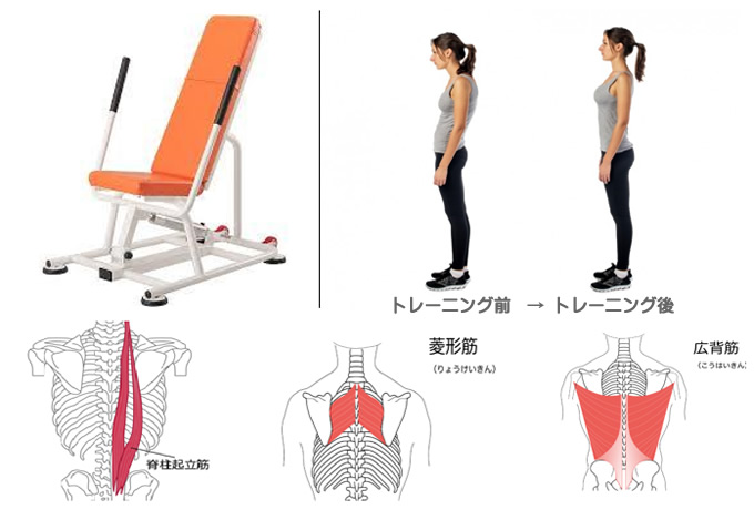 背筋群（菱形筋・広背筋・脊柱起立筋)を強化させ猫背を改善し美しい姿勢へ